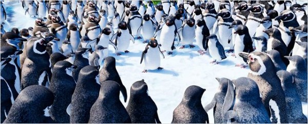 Photo de Happy Feet 2 avec Carlos Alazraqui, Lombardo Boyar, Jeffrey Garcia