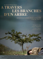 A travers les branches d'un arbre