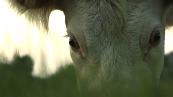 Bovines photo du film documentaire