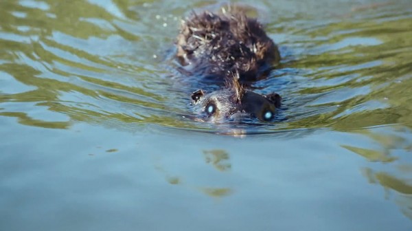 Zombeavers