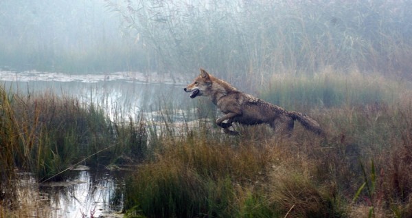 Critique : Le dernier loup