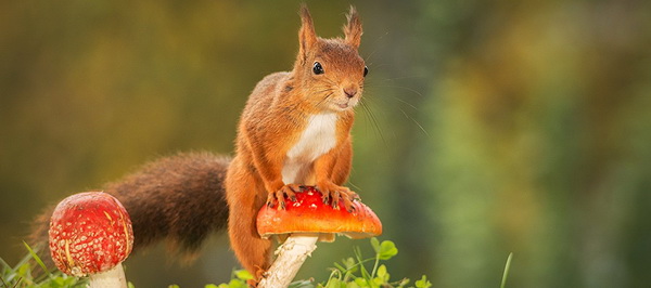 Test Dvd La Vie Secrete Des Animaux Du Village Critique Film