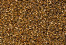 Test Blu-ray : Candyman 2