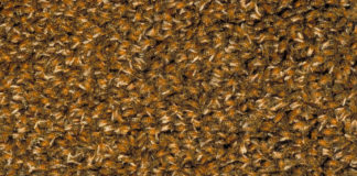 Test Blu-ray : Candyman 2