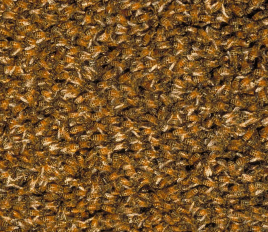 Test Blu-ray : Candyman 2