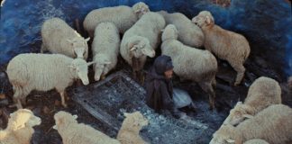 Critique : L’indomptable feu du printemps