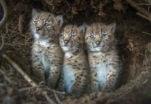 Critique Express : Lynx