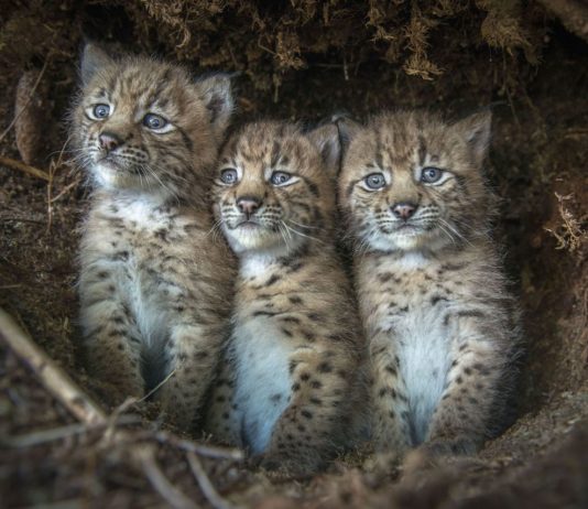 Critique Express : Lynx