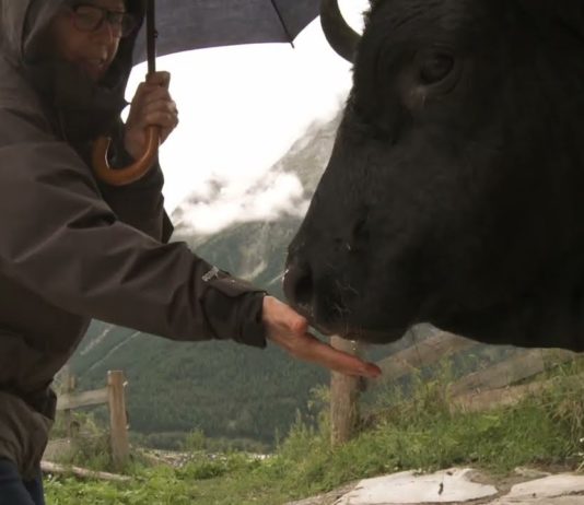 Critique Express : Vedette