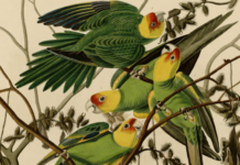 Critique Express : Birds of America