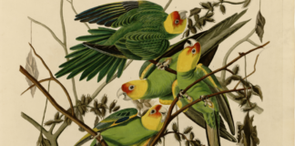 Critique Express : Birds of America