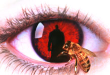 Test Blu-ray 4K Ultra HD : Candyman