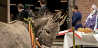 Les sorties du 19 octobre 2022