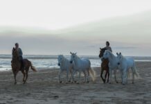 Albi 2022 : Tempête (Christian Duguay)