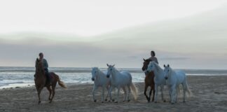 Albi 2022 : Tempête (Christian Duguay)