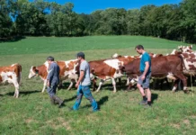 Critique Express : La ferme des Bertrand