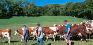 Critique Express : La ferme des Bertrand