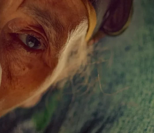 Critique : La Mère de tous les mensonges