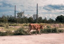 Critique Express : Toxicily