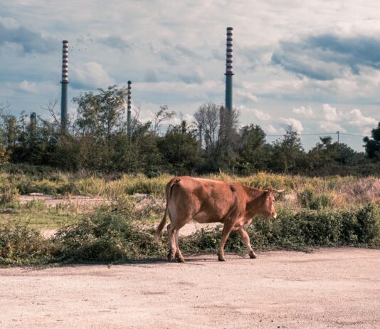 Critique Express : Toxicily