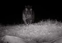 Critique Express : Pepe