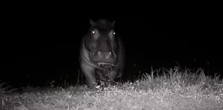 Critique Express : Pepe