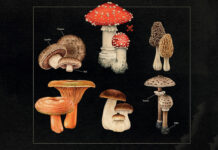 Test Blu-ray : Quand vient l’automne