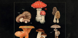 Test Blu-ray : Quand vient l’automne