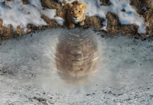 Test Blu-ray 4K Ultra HD : Mufasa – Le Roi Lion