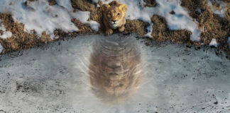 Test Blu-ray 4K Ultra HD : Mufasa – Le Roi Lion