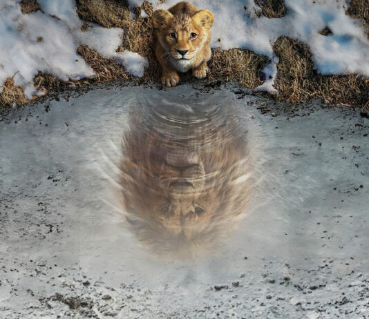 Test Blu-ray 4K Ultra HD : Mufasa – Le Roi Lion