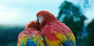 De retour en salles au mois de mai 2025