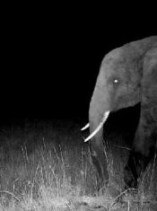 La Roche-sur-Yon 2025 : Ghost Elephants