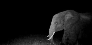 La Roche-sur-Yon 2025 : Ghost Elephants